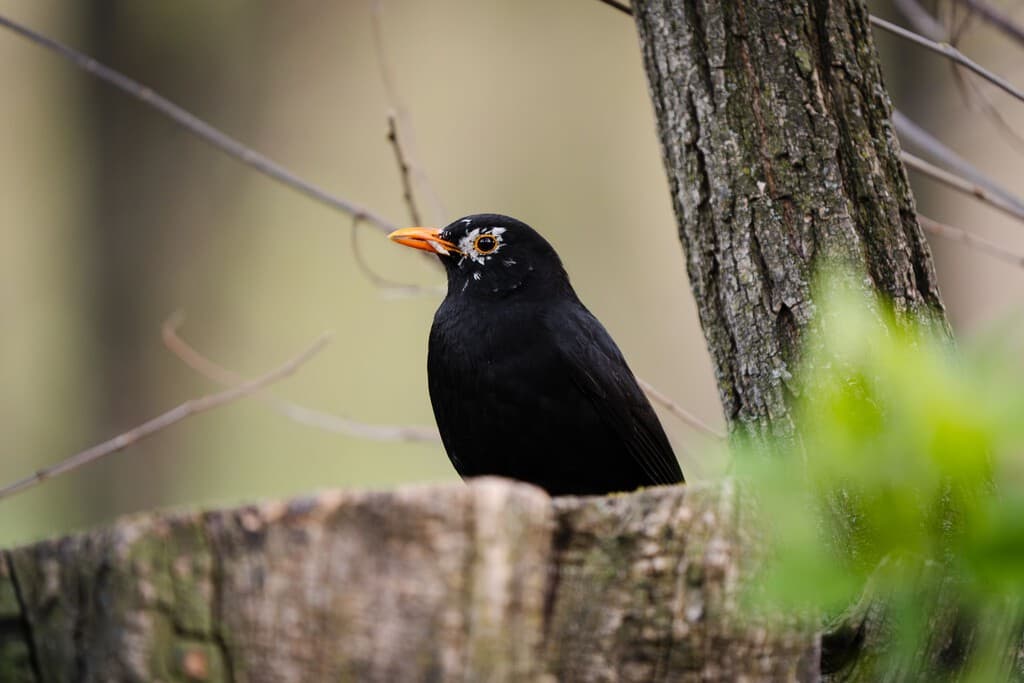 Canto de pájaros en un entorno natural que mejora la salud mental.