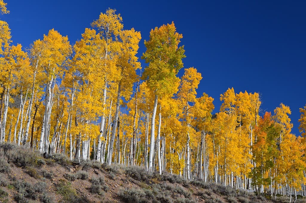 Pando: El Organismo Más Pesado del Mundo en Utah