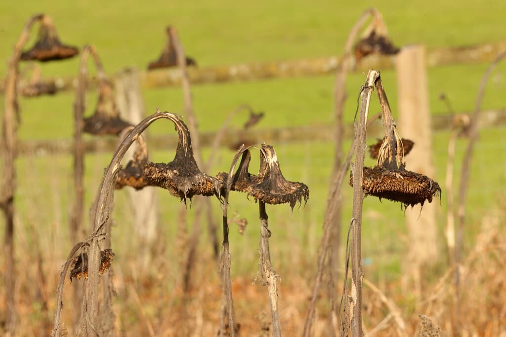 Inteligencia Artificial en Agricultura: Riesgos y Consecuencias