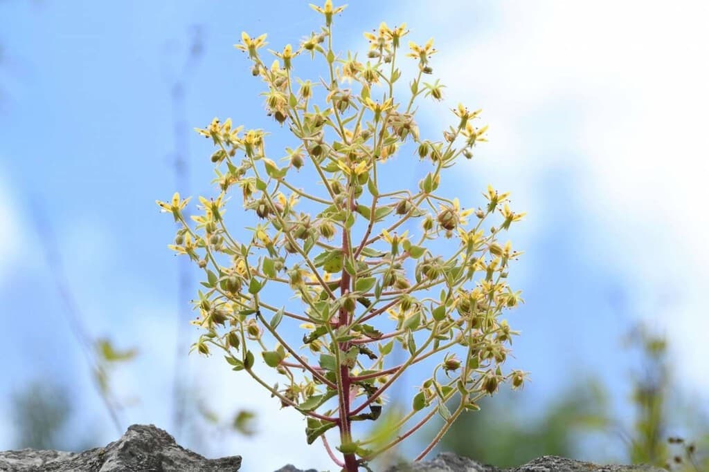Planta carnívora en proceso de atrapar un insecto en un entorno natural